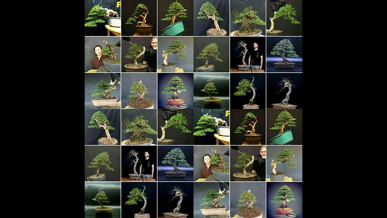 Before and After Bonsai 1 by Felipe Dallorto