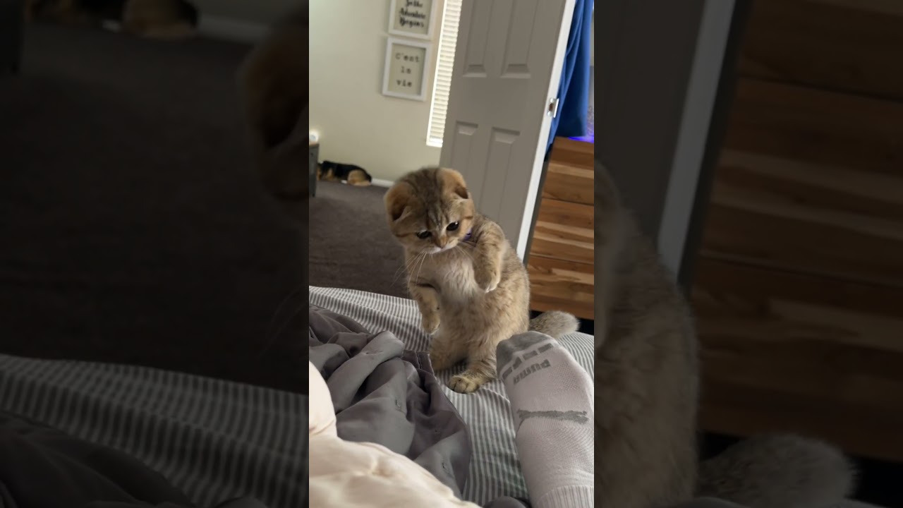 Nori battles the foot monster