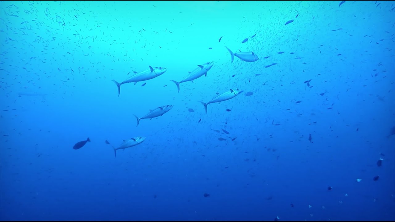 Healthy Oceans: Sustainable Seafood | California Academy of Sciences
