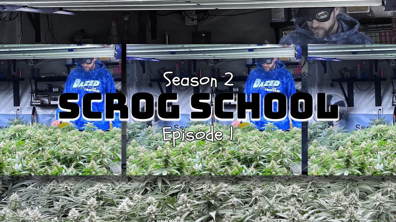 (Pt. 1) Season 2 is here! SCROG SCHOOL sponsored by Seedsman