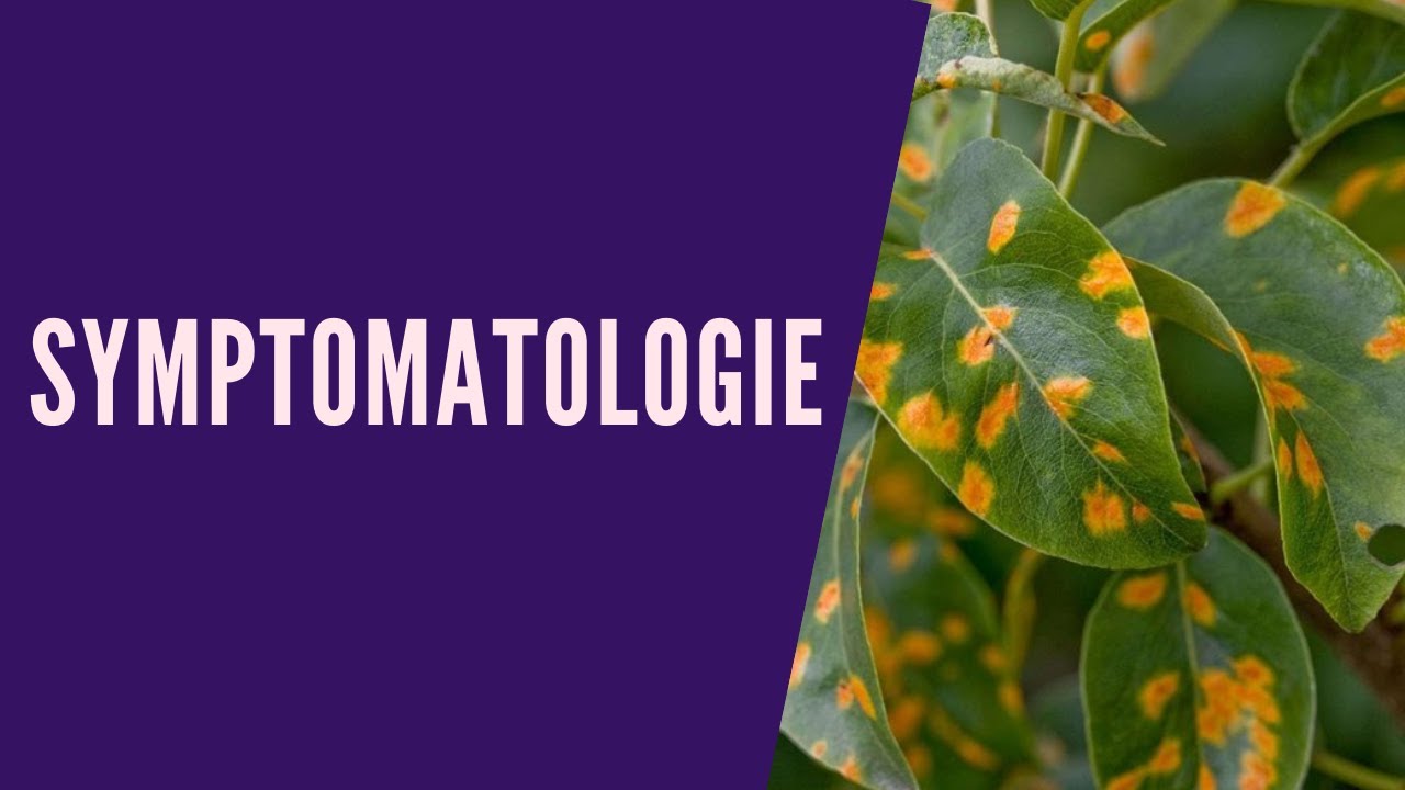 La Symptomatologie en pathologie végétale