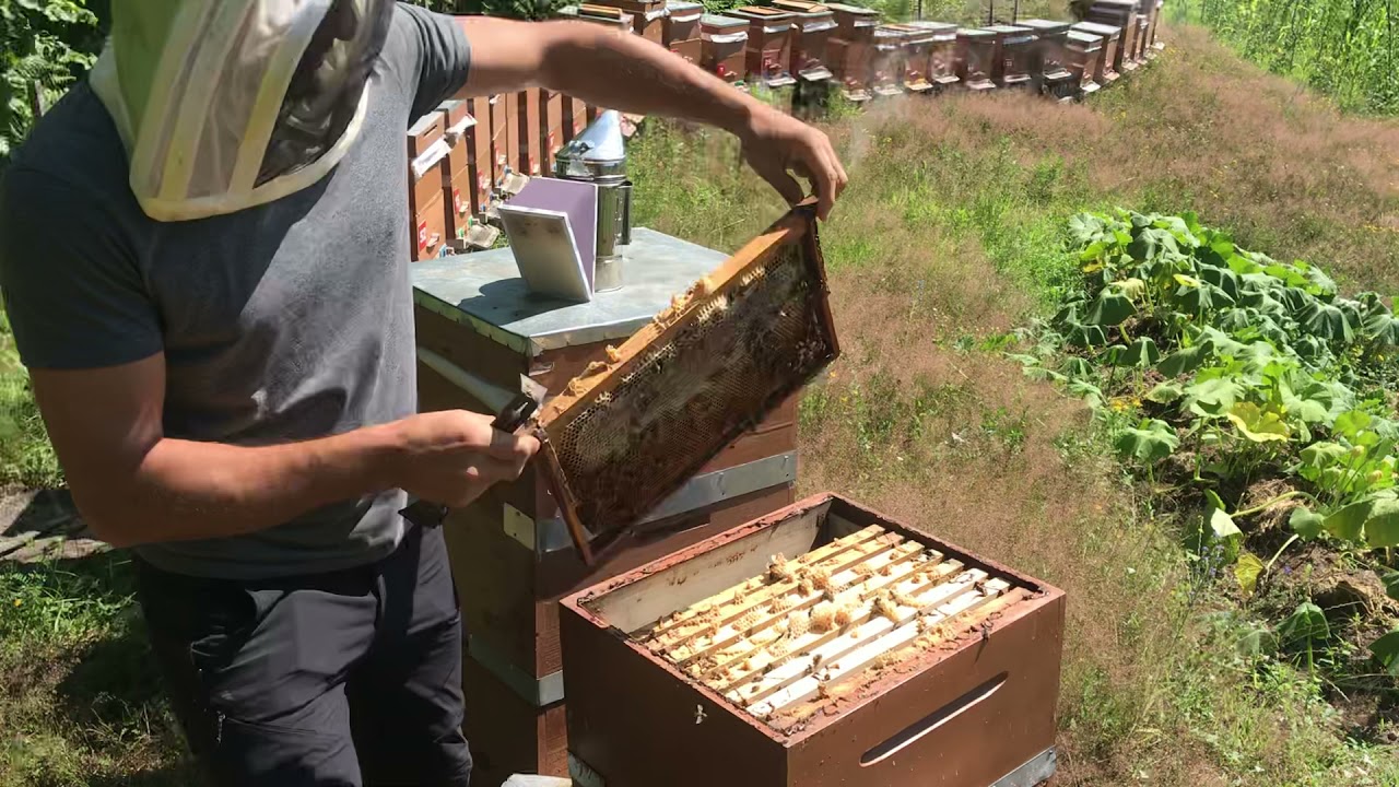 Arıcılık- Desteklenen kovanın kestane sonu bal stoğuna baktık