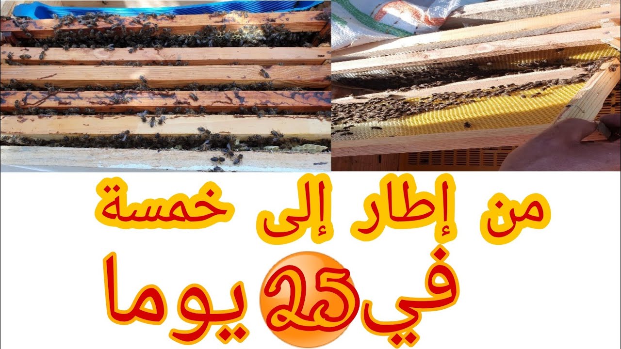 تطور خلية من إطار إلى  خمسة  إطارات  في 25 يوما