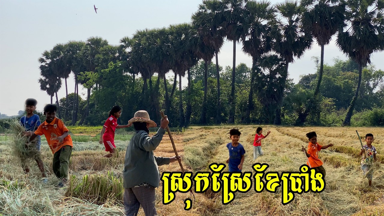 ទេសភាពស្រុកស្រែខែប្រាំង​ ក្រោយប្រមូលផលស្រូវរួច​ក្មេងៗរត់លេងចំបេីងតាមវាលស្រែ
