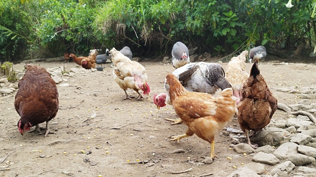 Colhendo OVOS de galinhas e verificando as ÁRVORES FRUTÍFERAS 