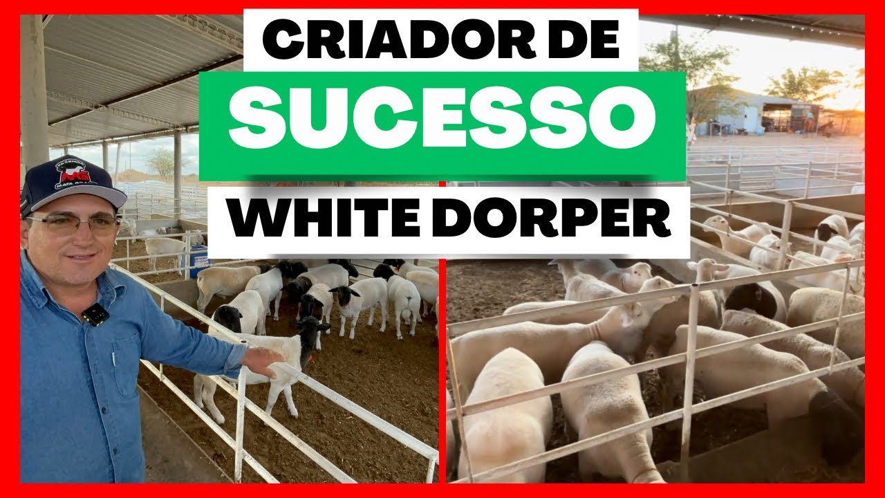 UM DOS MAIORES CRIADORES DA RAÇA WHITE DORPER DA REGIÃO | CONFINAMENTO DE OVINOS