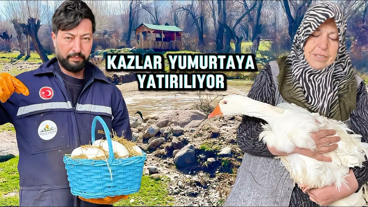 KAZLARI YUMURTAYA YATIRIYORUZ / EN İYİ KAZI KİM YATIRDI / KÖPEKLER KOYUN SÜRÜSÜNE KAVUŞTU / belgesel