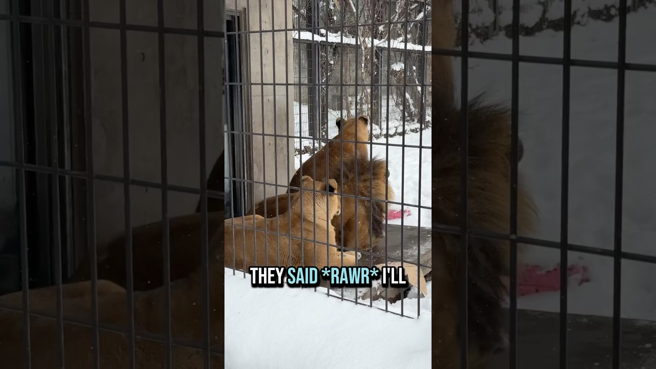They said *rawr* 