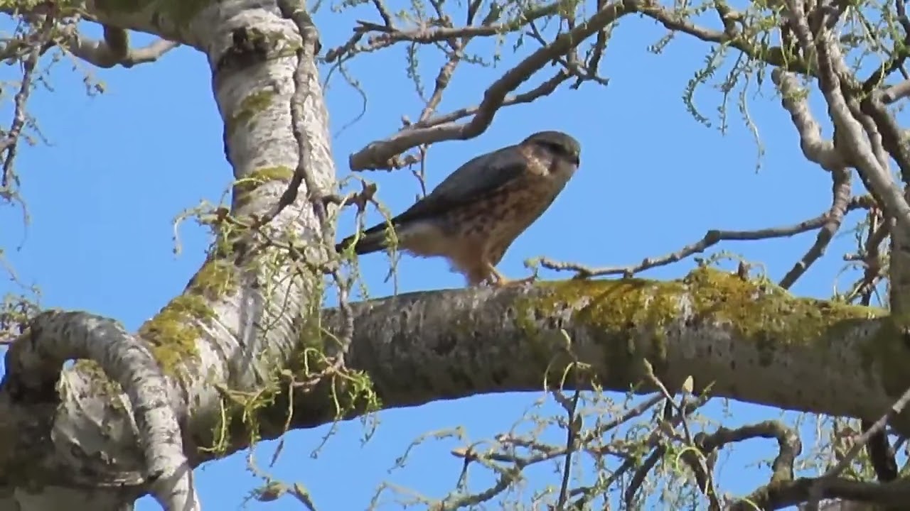 Mali sokol - Merlin - Smeriglio - Falco columbarius