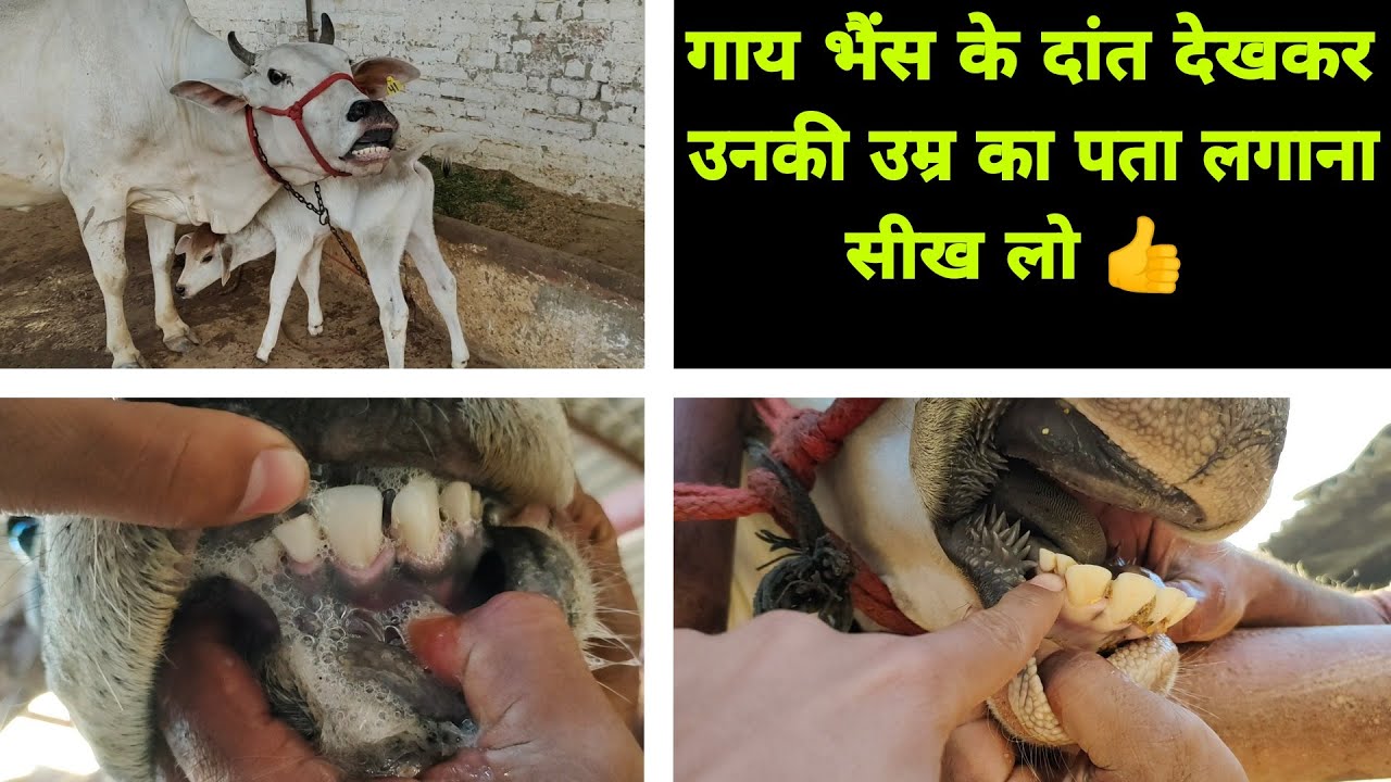 Very informative video for Dairy Farmers👍 गाय भैंस के दांत देखकर उनकी उम्र का पता लगाना सीख लो