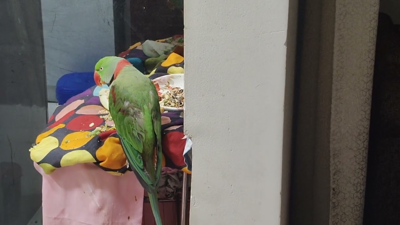 Jab Mai Happy Hota Hu Toh Bas Kuchchu Boltu Hu😎🫣😝🤓#talking Mithu Parrot🦜#happy Pet Mithu#vlog#myvlog