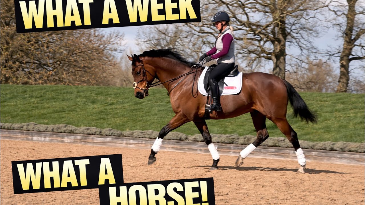 What A Week, What A Horse! 🐎 | Training, Gallops & Dressage at Sulby Hall