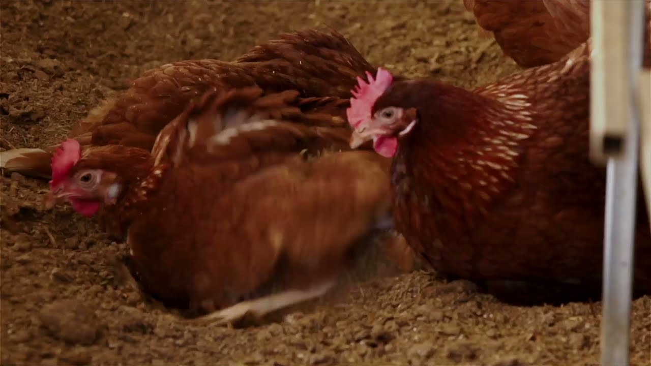 Better farm animal welfare for 25 years