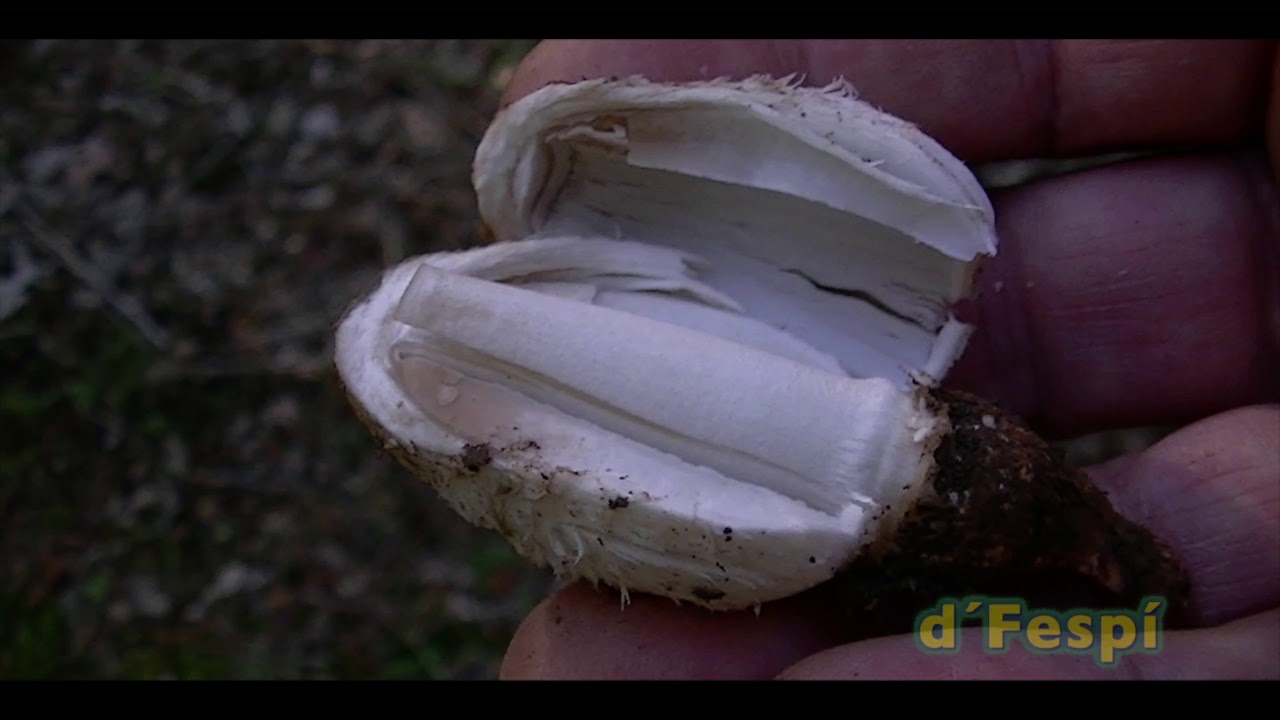 COPRINUS COMATUS - BARBUDA - (214k30f)