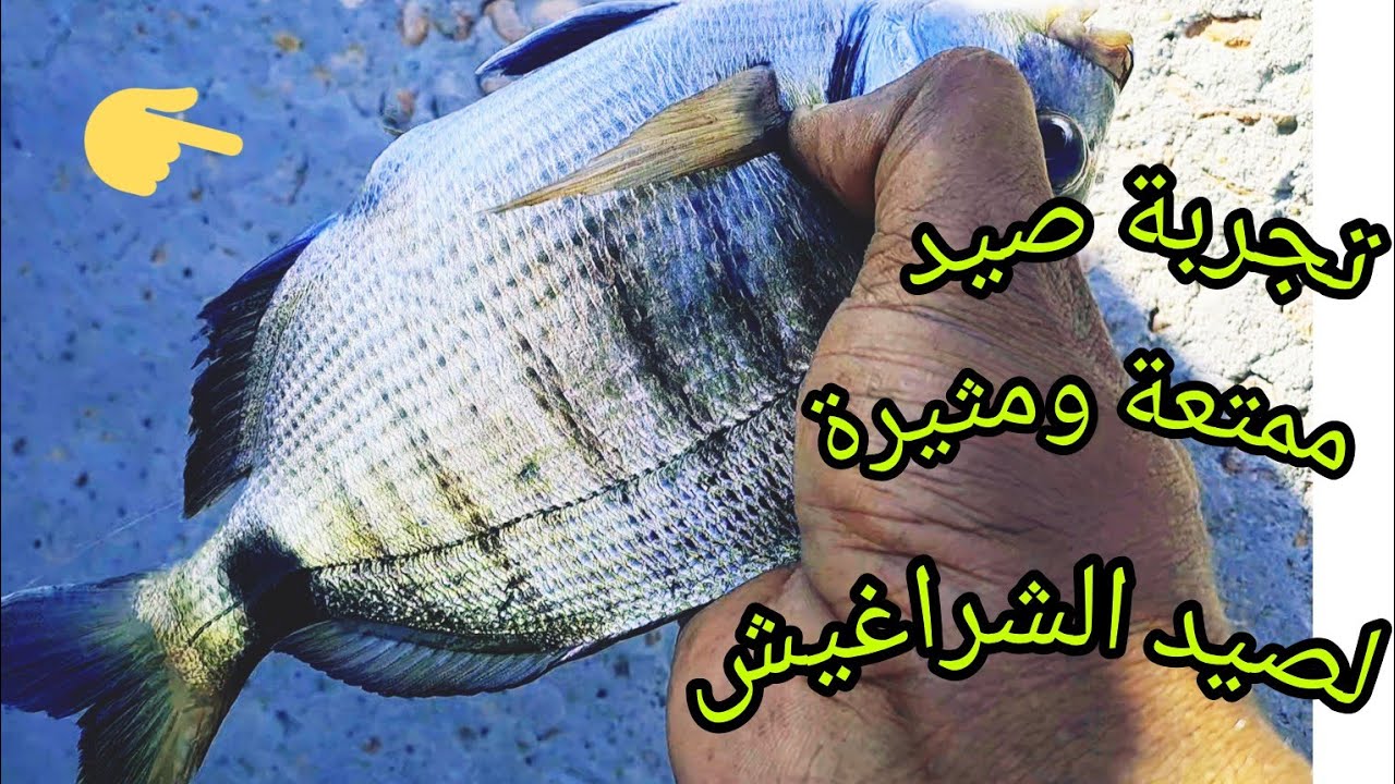 الصيد في حاجز الدخيلة واللعب مع الشراغيش بالبوصة اليد