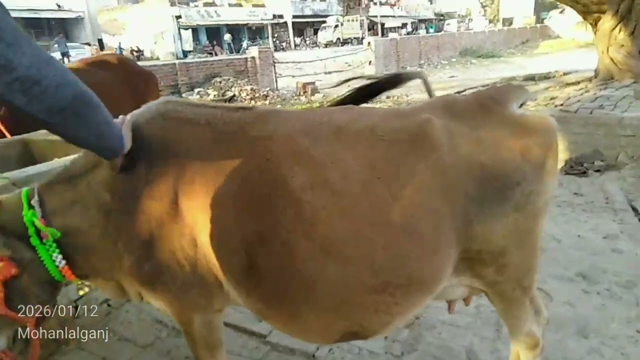 🐄❤️🌎