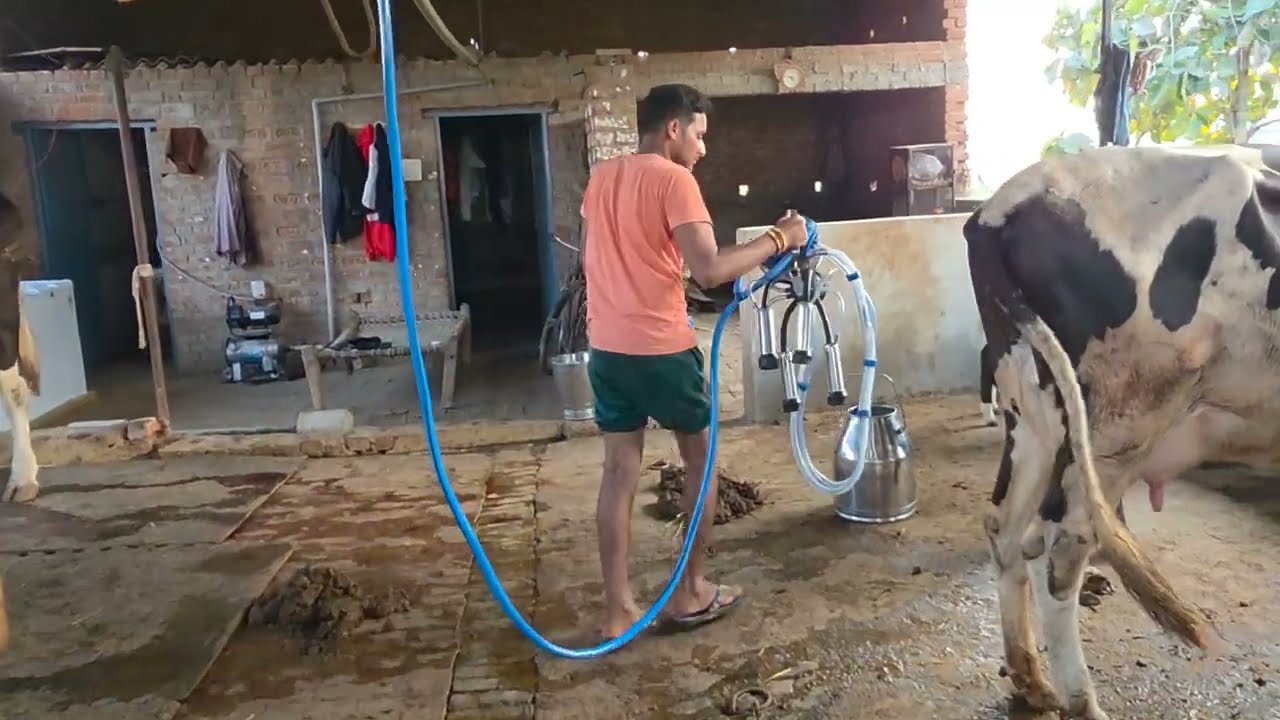 कम पैसे में डेयरी फार्म कैसे शुरू करें | और कैसे सफल करें | Low Budget Dairy farming knowledge 