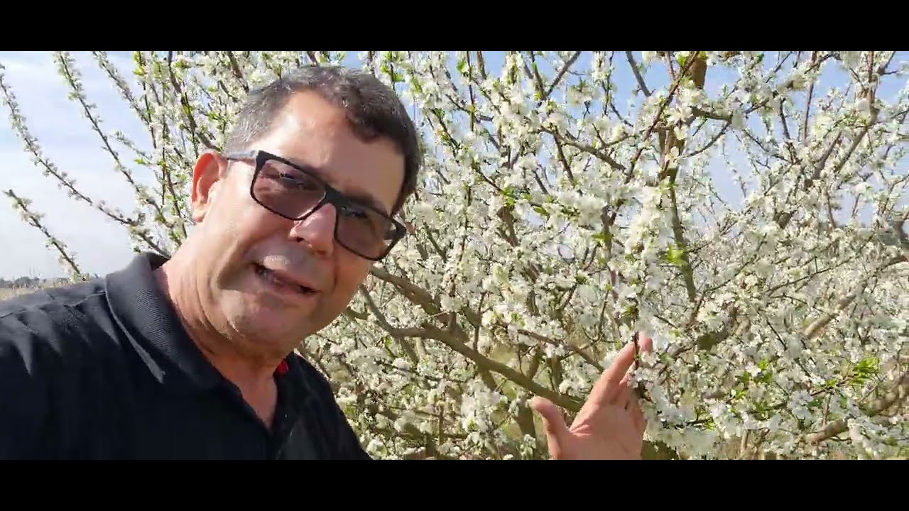 Maravilhosa floração da ameixa fra