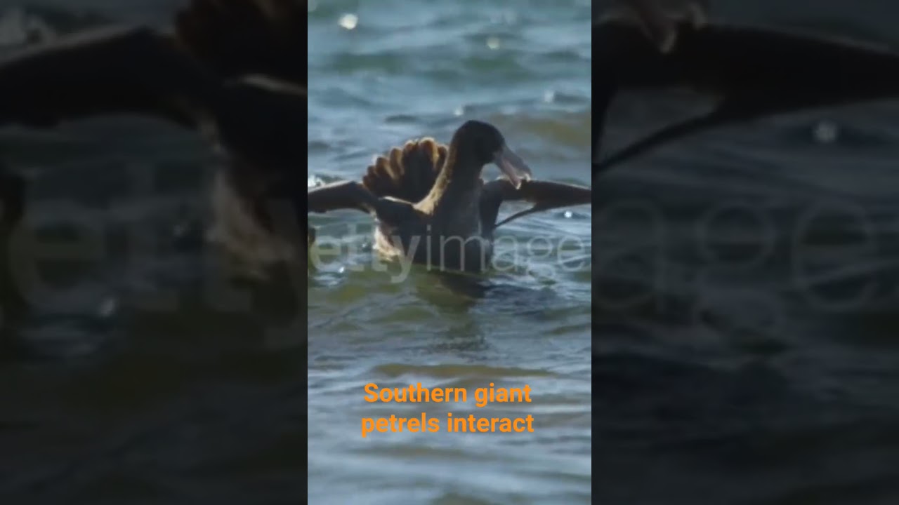 SOUTHERN GIANT PETRELS INTERACT AT SEA