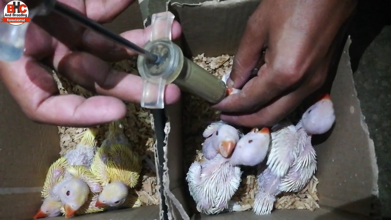 Ringneck Chicks Hand Feeding Full Detail Video Urdu/Hindi