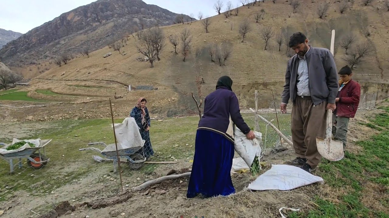 Carrying fertilizer from the village to the farm with family cooperation in difficult conditions