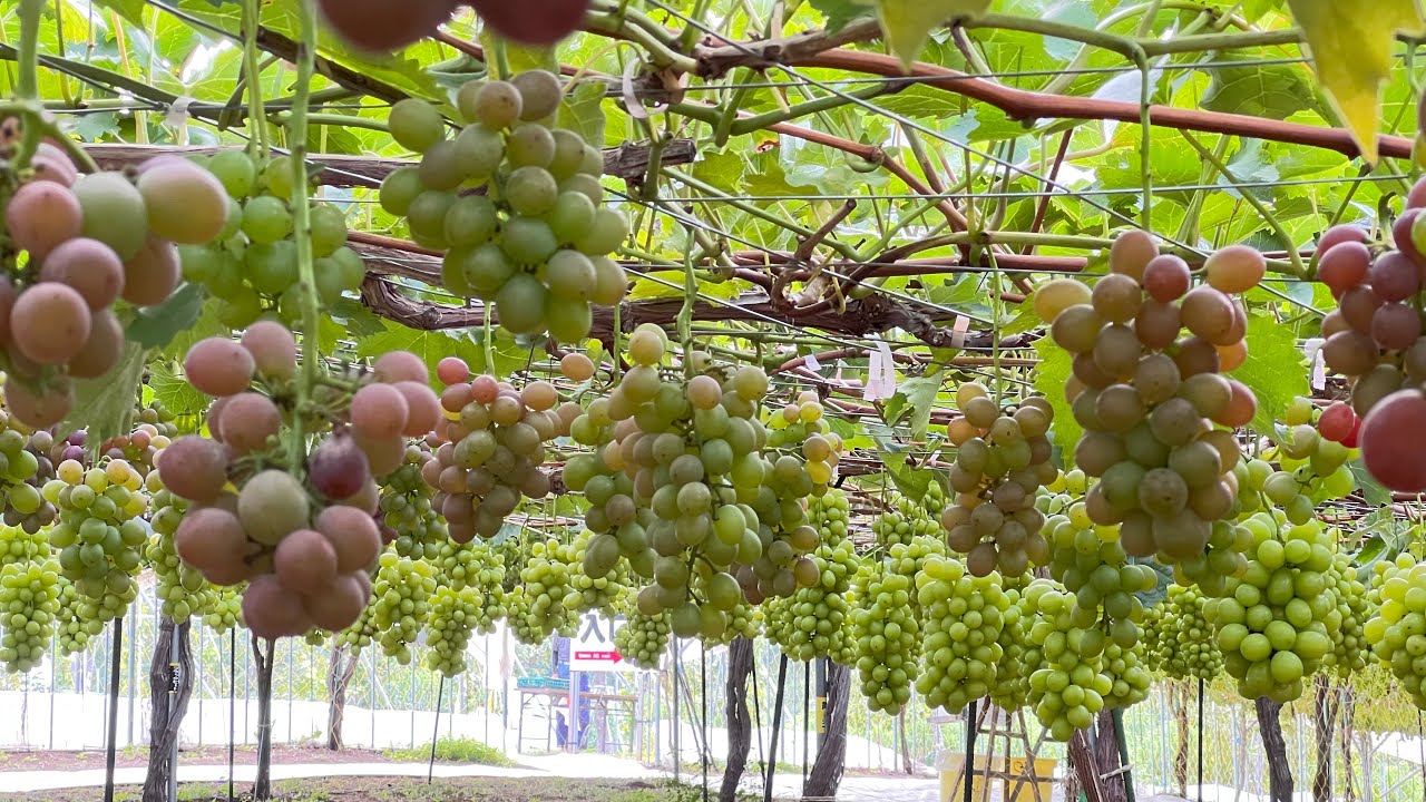 Hokkaido Shine Muscat: Japanese Grape Farm | Budo Gari