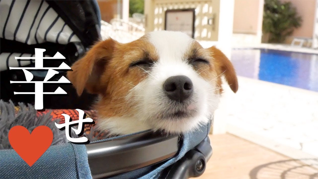 【ドギーズアイランド 後編】究極の愛犬リゾートが楽しすぎて大はしゃぎの愛犬/ジャックラッセルテリア