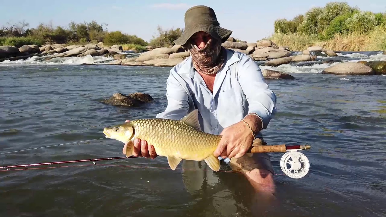 Orange River Flyfishing 2019, Monster smallmouth yellowfish.