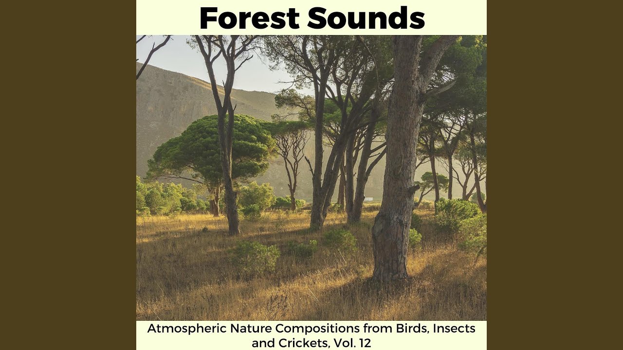 Calming Midday Forest Atmosphere