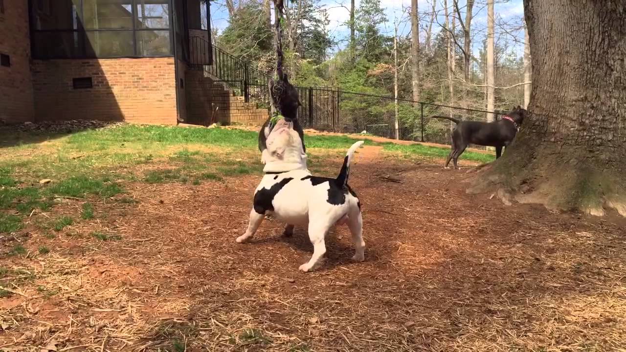 Extreme American Bullies on the Spring Pole