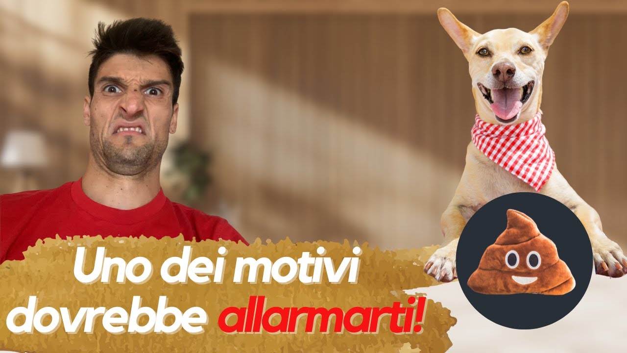 CANE CHE MANGIA LA CACCA: Tutto quello che devi sapere!