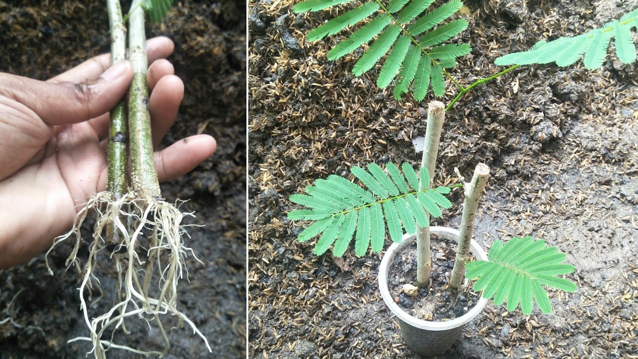 How to grow Clambing Wattle from cutting - my agriculture