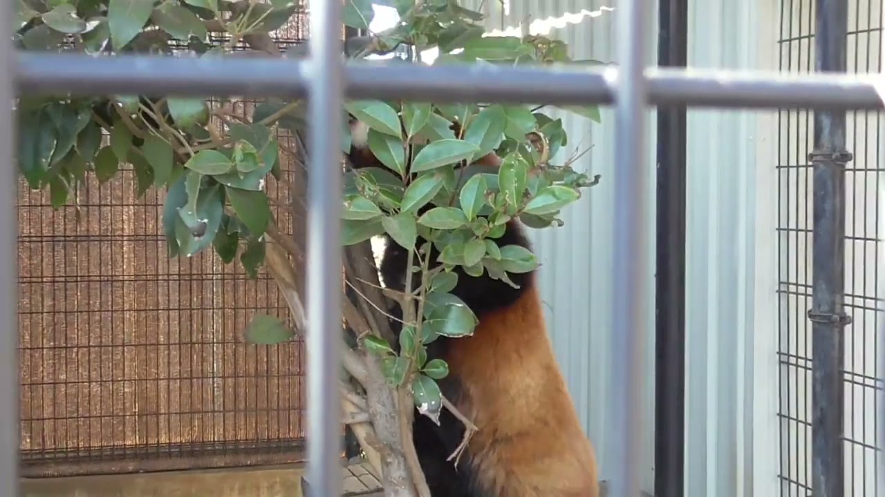 Warping red panda named Teru [Ichikawa City Zoo and Botanical Garden in Chiba, Japan]