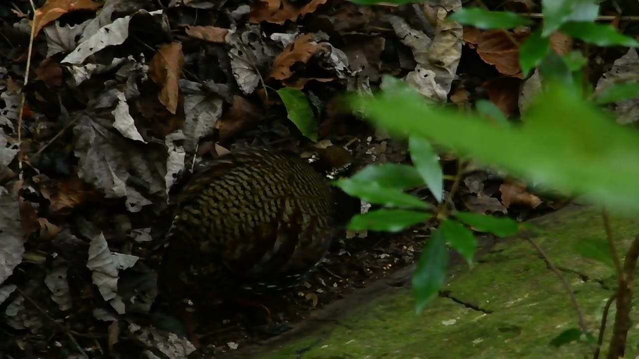 Taiwan Hill Partridge searching for foods on forest floor
