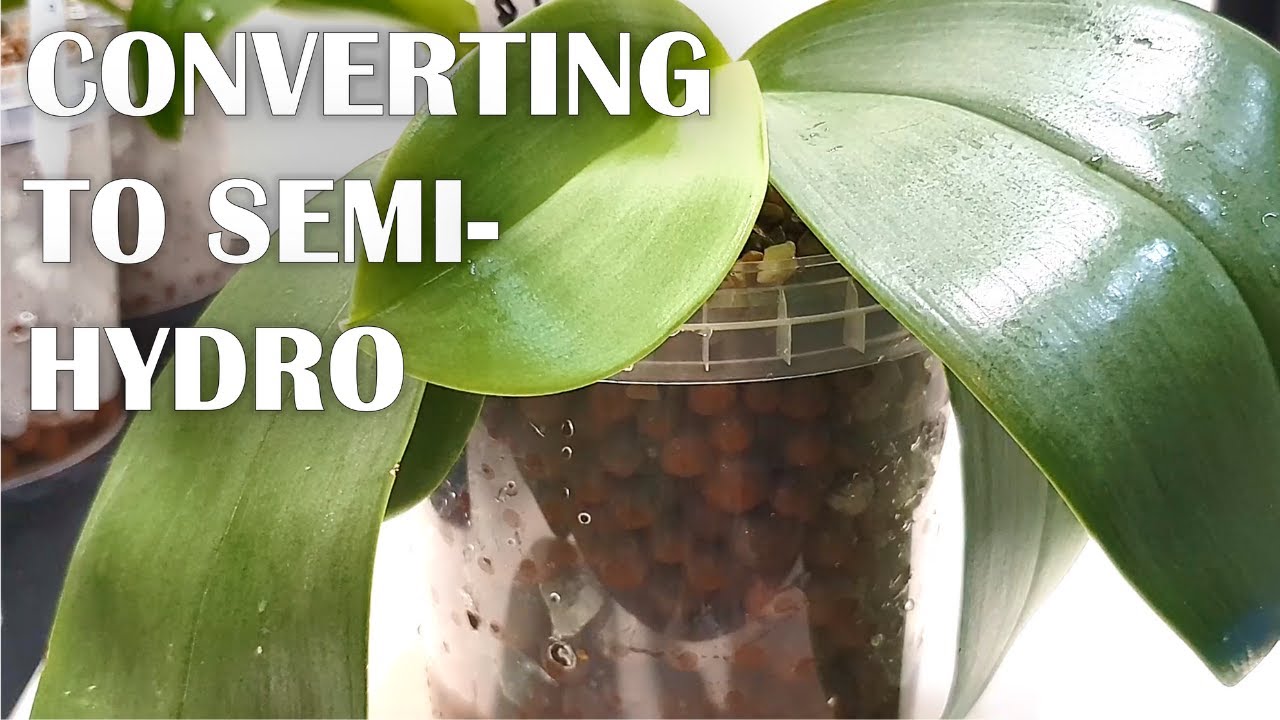 Converting Orchids to Semi-Hydro | My Method - Tips for Successful Adaptation | Phalaenopsis Orchid