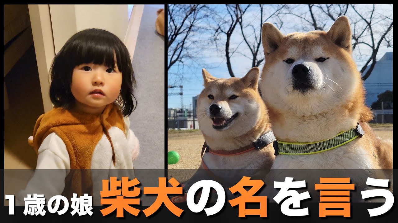 赤ちゃんからずっと一緒だった柴犬の名前を遂に呼んだ１歳児
