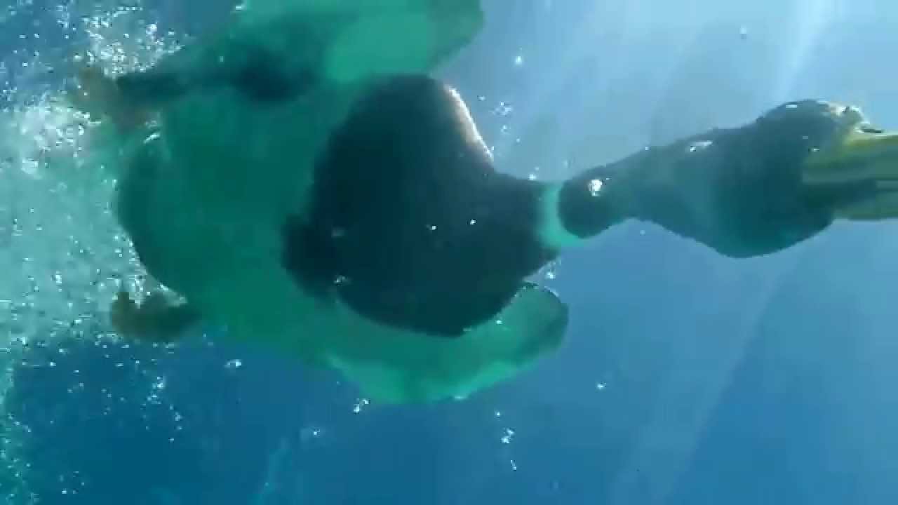 Slow Motion Duck Under Water