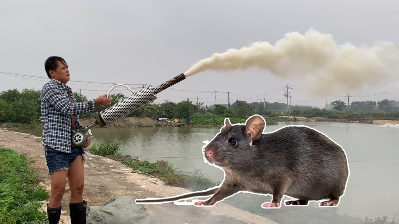 Rat Trap, smoking out rats of the hole