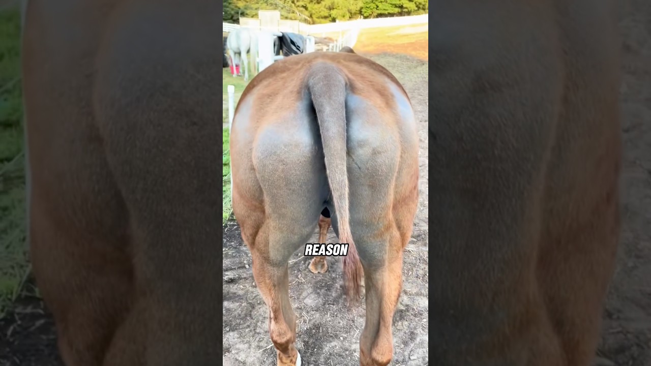 How to trim a house&rsquo;s tail #animals #house #shorts