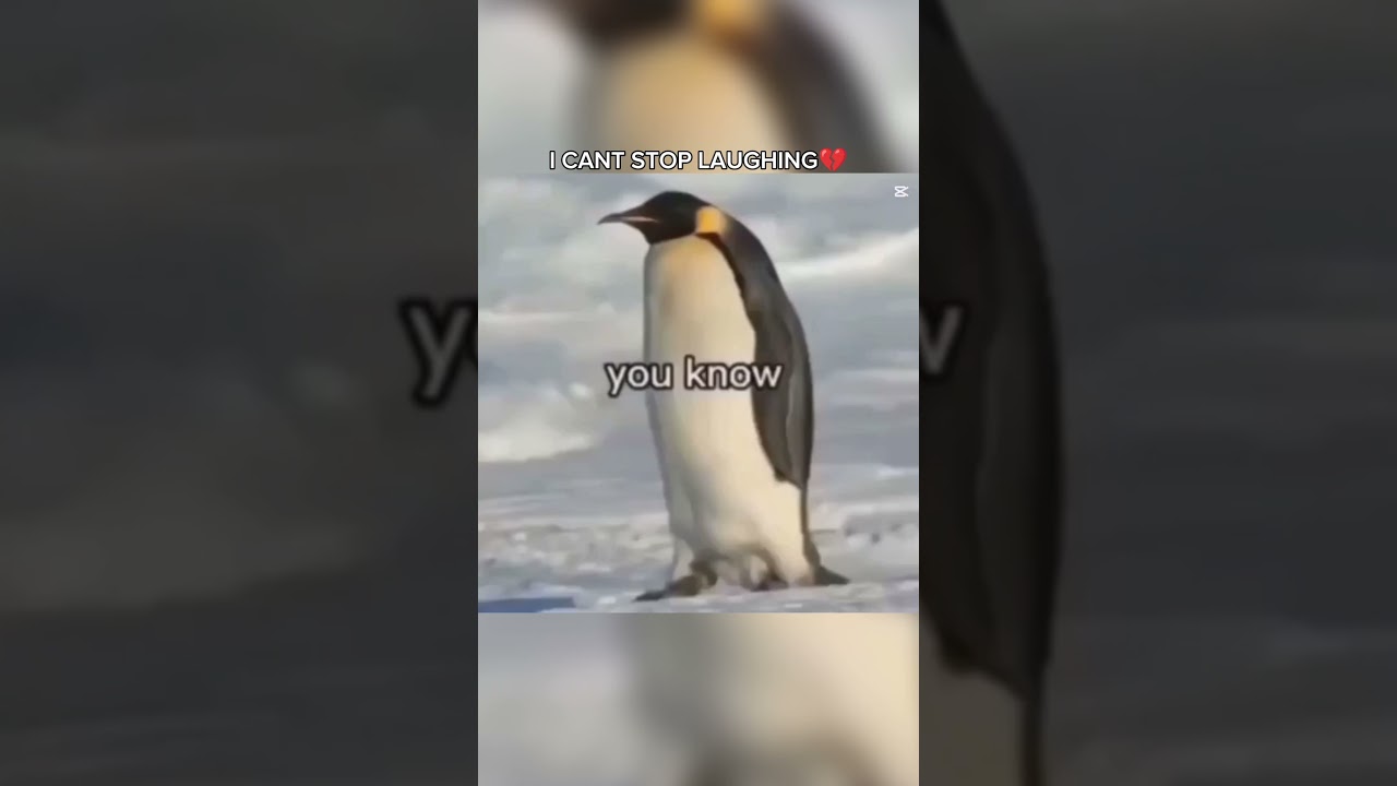 template‼️‼️ // #oldtrend #funny #penguin #edit #template