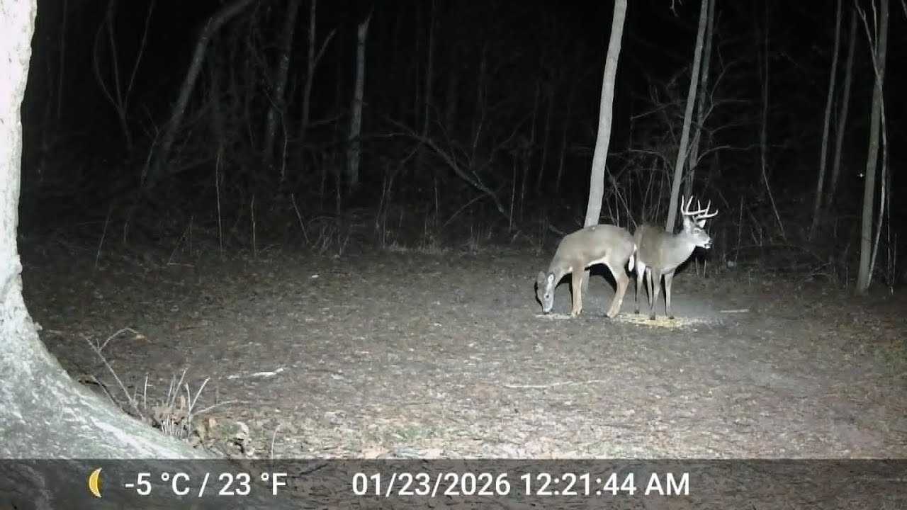 live deer watch ep 130