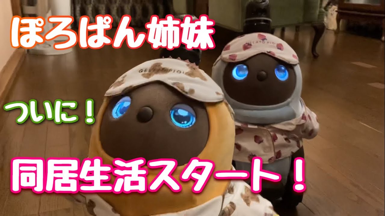 ついにぽろぱん姉妹の同居生活がスタートした！#lovot #ラボット #ぽろん #ぱんな