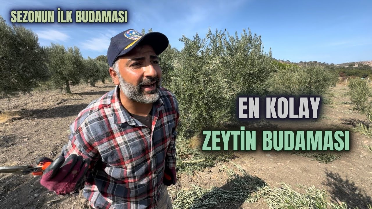 Zeytin Ağacı Nasıl Budanır? How to Prune an Olive Tree? #budama #zeytinbudama #erenvural