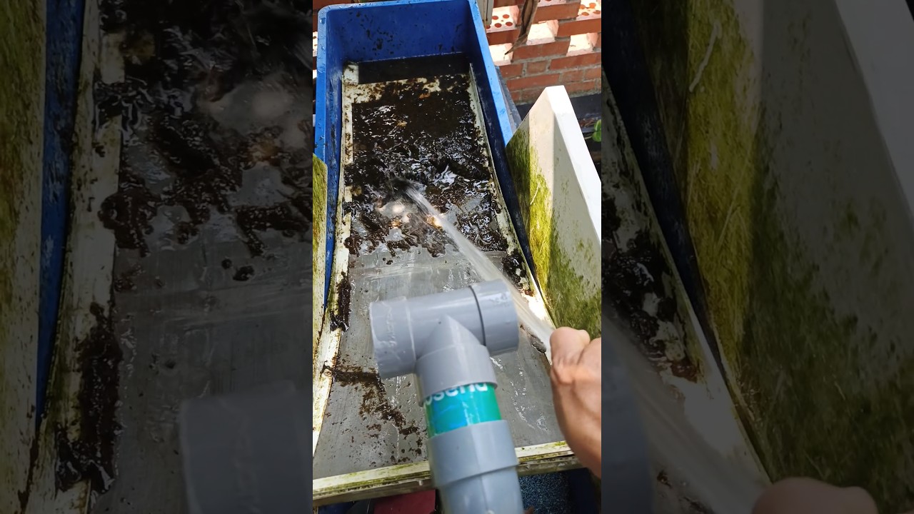 Sieve Filter Kolam Koi Outdoor, semprot sieve filter 100 mc #sievefilter #kolam #aquarium #koi
