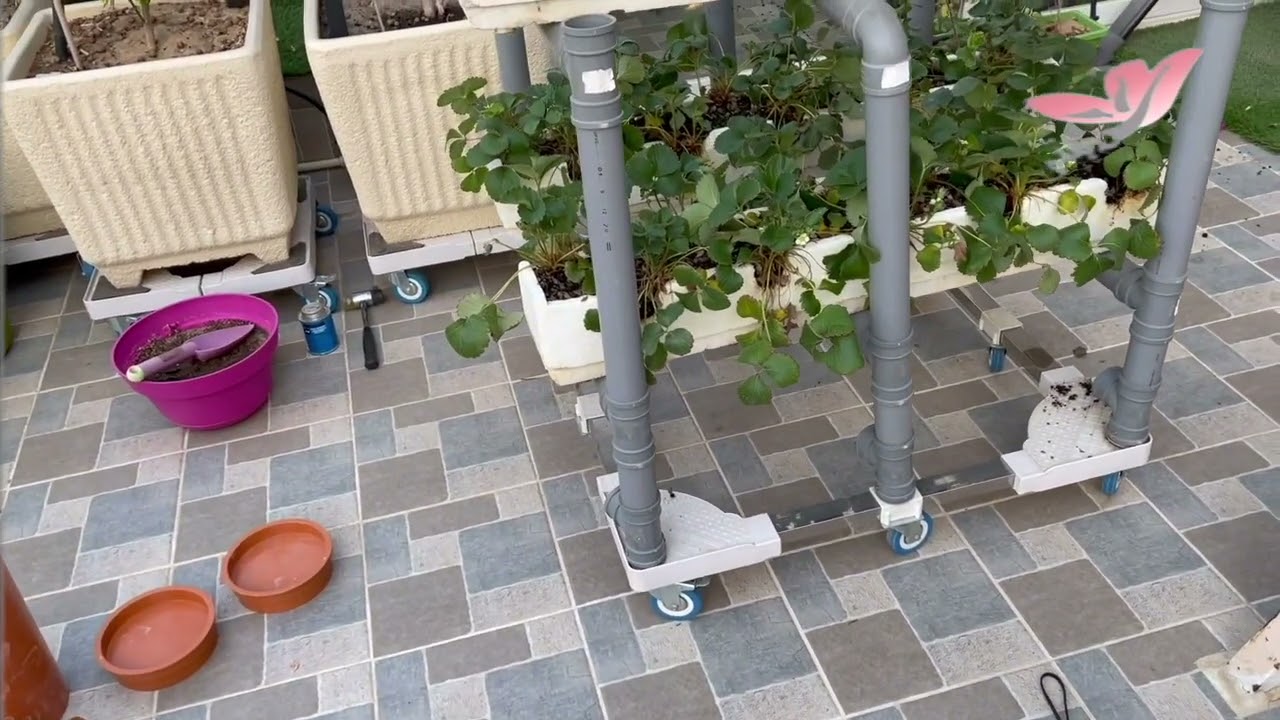 جوله في حديقتي الصغيرة / المحمية  الزراعية ( ٢ ) :Touring in my little garden KW /greenhouse/ Part 2