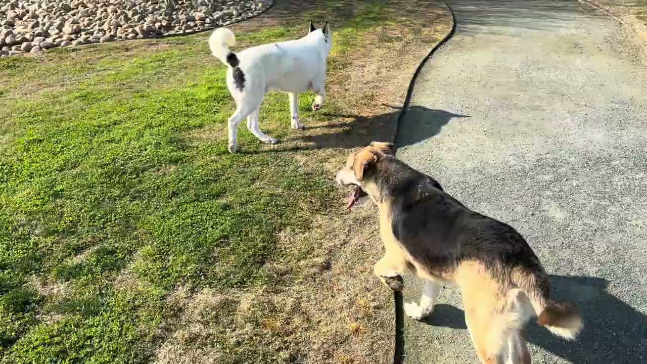 Osita, Bert, Oliver and Sasha Marie @ the Delano dog park