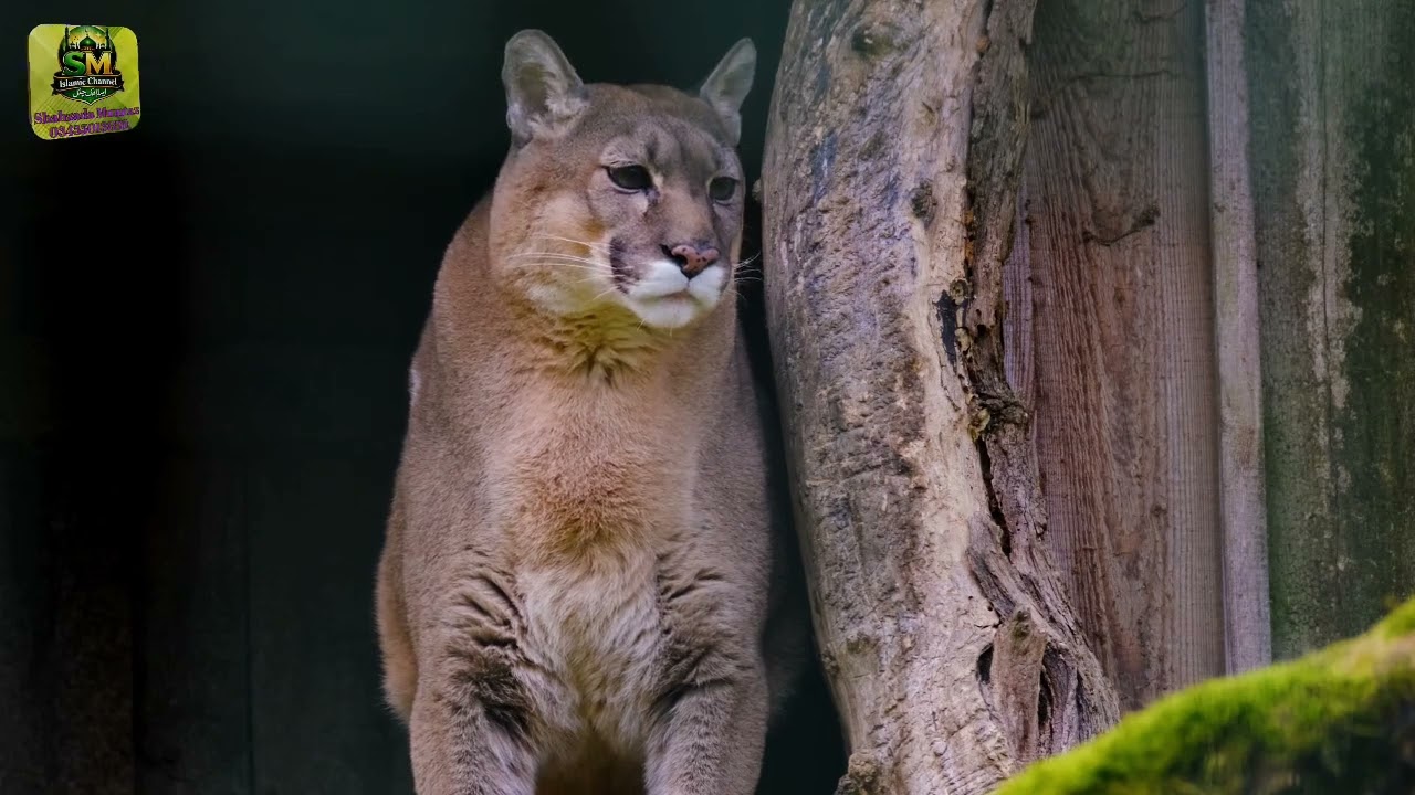 مومنو! آمد ہے رمضان، مبارک ہو تم کو 🌙 | Ramadan Mubarak Naat 2026 | Beautiful Islamic Kalam