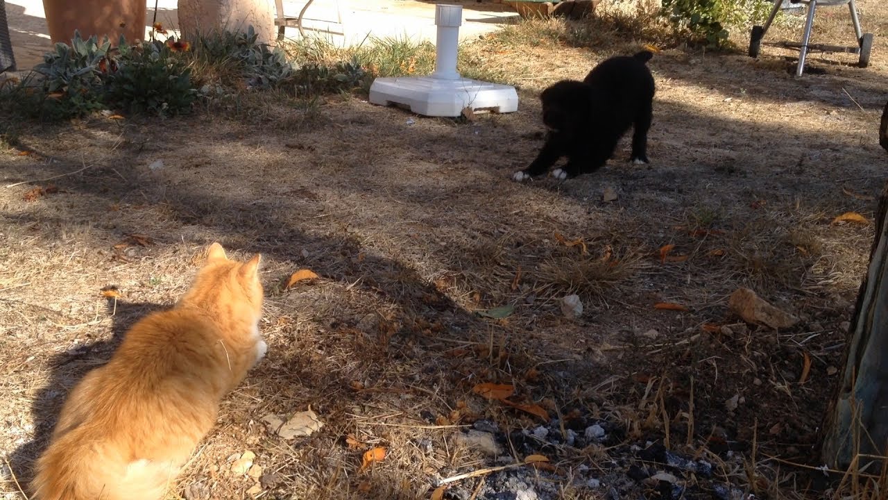 Chiot et Chaton se rencontrent ~futur amis ou guerre ?~