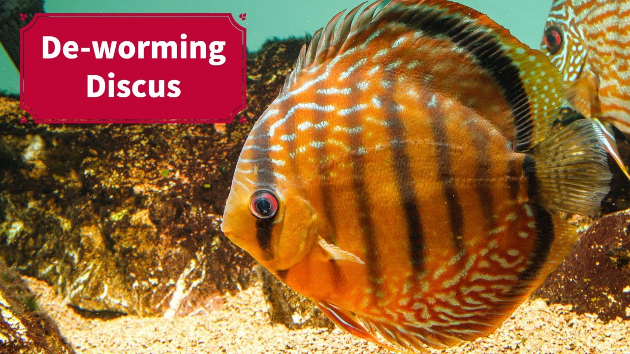 How to De-Worm Discus Fish