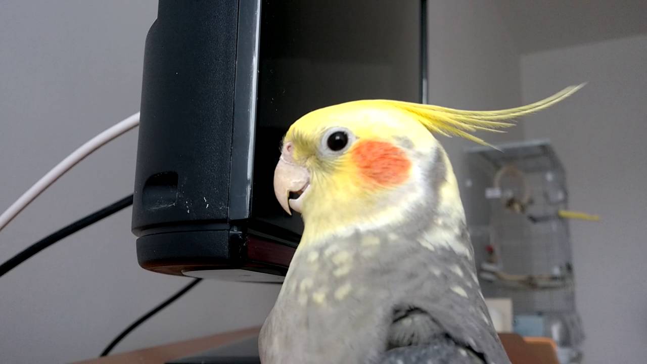 Papuga nimfa -wygłupy, crazy parrot
